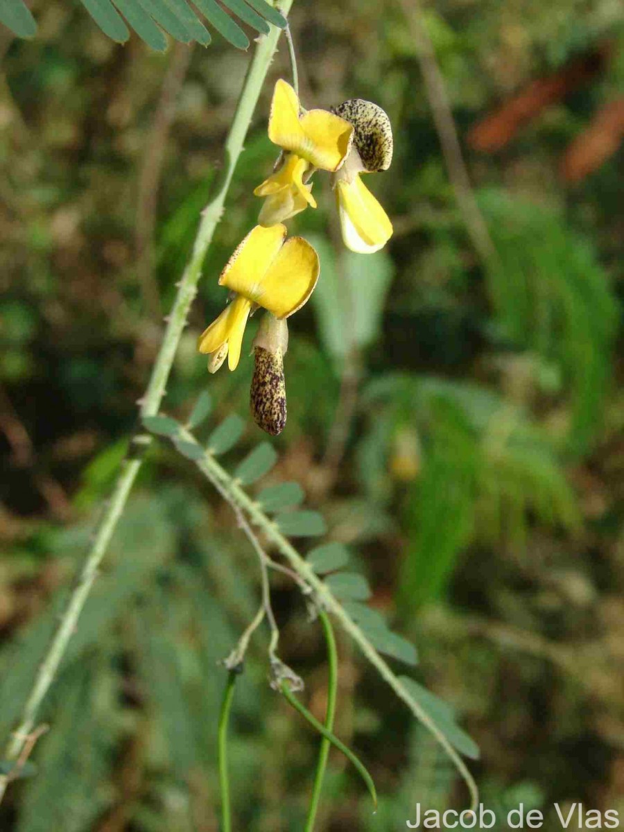 Sesbania bispinosa (Jacq.) W.Wight (Schreb.) Pers.